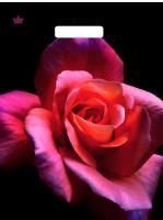 Пакет с вырубной ручкой (31х40)-60 Малиновая роза Тико 50/500