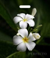 Пакет с вырубной ручкой (42х48)-90 Перфекто Плюмерия Тико  25/400